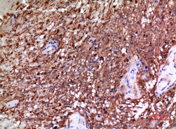 Tubulin α rabbit pAb Antibody