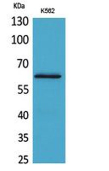 HPA1 antibody