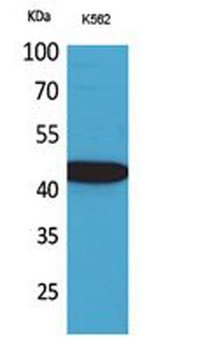 Fractalkine antibody