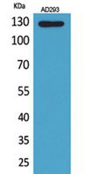 Arg antibody