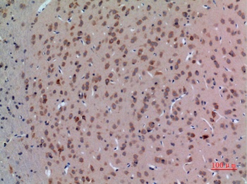 Arg rabbit pAb Antibody