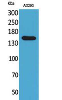 NTE antibody