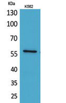 Angptl1 antibody