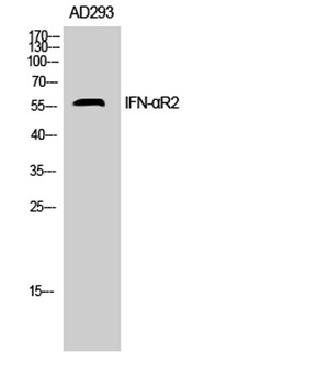 IFN-αR2 rabbit pAb