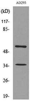 IFN-αR2 rabbit pAb Antibody