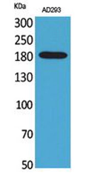 Macroglobulin alpha-2 antibody