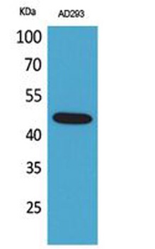 SCYL1BP1 antibody