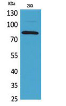 MCM7 antibody