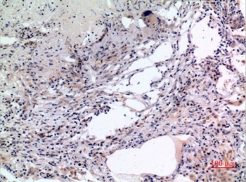 MCM7 rabbit pAb Antibody