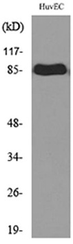 CD71 antibody