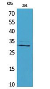 CGREF1 antibody