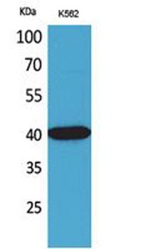 Connexin-40 antibody