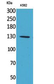 Apaf-1 antibody