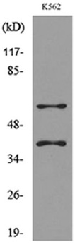 IL2R gamma antibody