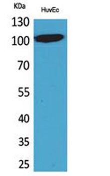 NFATc1 antibody