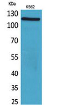 Cryopyrin antibody