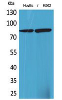 17β-HSD4 rabbit pAb Antibody