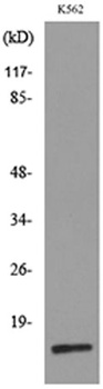 CRBP II rabbit pAb