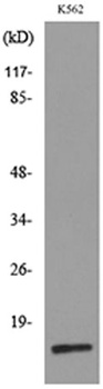 CRBP II antibody