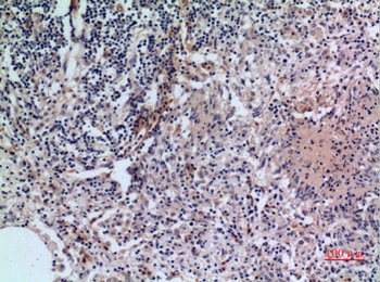 CD38 rabbit pAb