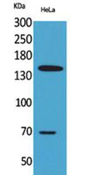 CD42b antibody