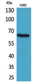 CD166 antibody