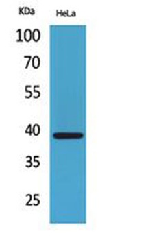 Bonzo antibody