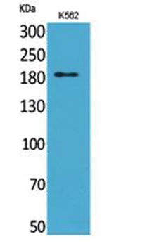 CD169_Sialoadhesin antibody