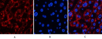 Jagged1 rabbit pAb Antibody