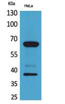 DNAM-1 antibody