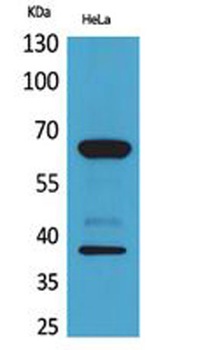 DNAM-1 rabbit pAb