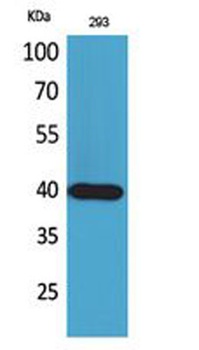 CD294 antibody