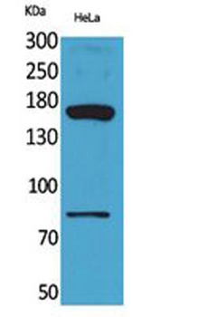 CD163b rabbit pAb