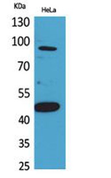 Inhibin beta-B antibody