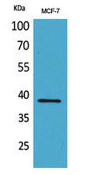 Cerberus antibody