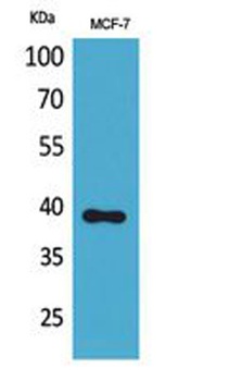 Nov antibody