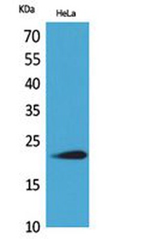 IFN-ω Polyclonal Antibody