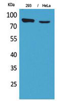 DRA antibody