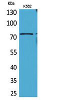 BMAL1 antibody