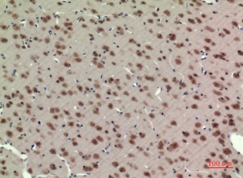 BMAL1 rabbit pAb Antibody