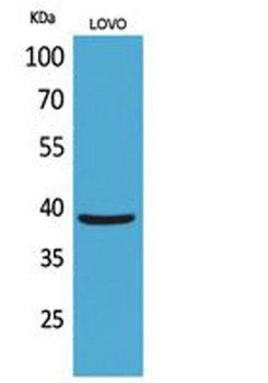 EKLF antibody