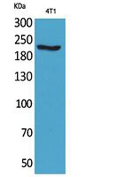 MYH-pan antibody