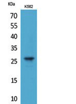 FGF-8 antibody