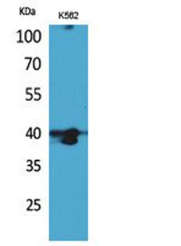 GPR87/95 antibody