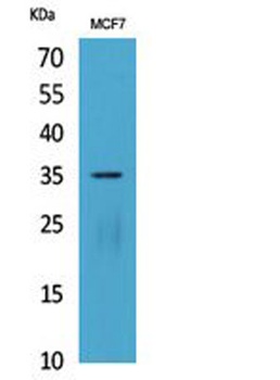 IL12A p35 antibody