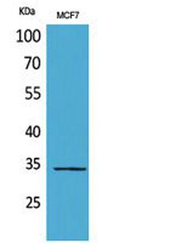 MAPK Organizer 1 antibody