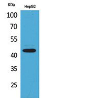 EP1 antibody