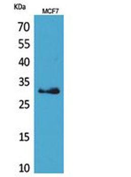 KLK1 antibody