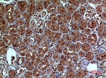 Neuropilin rabbit pAb