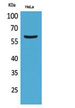 FMO3 antibody